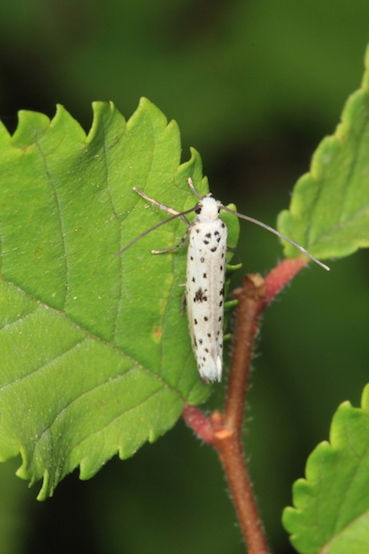 Yponomeuta sp. II - Yponomeuta plumbella